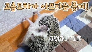 고슴도치가 아플 때 보내는 신호! '녹변' : 고슴도치 키우기(Hedgehog)