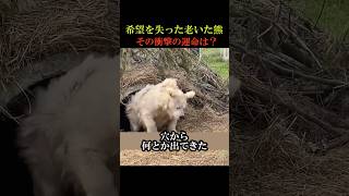 希望を失った老いた熊 その衝撃の運命は？ #動物 #感動