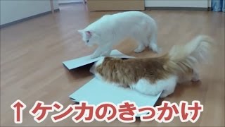 旭川市東光のほんむら動物病院＊猫・段ボール好きなノルウェージャンとメインクーンの喧嘩【パート①】