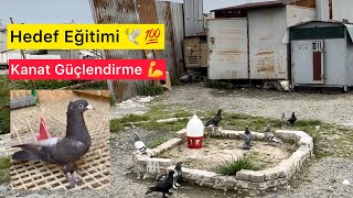 YAVRULARA HEDEF EĞİTİMİ \u0026 KANAT GÜÇLENDİRME - Taklacı güvercin Oyunkuşu