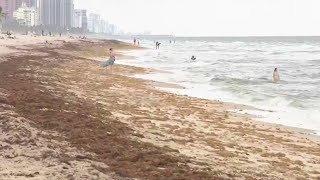 Large amounts of Sargassum won't stop Memorial Day beach events across South Florida