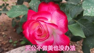 满院子的月季花，正开的旺盛。被这天气得毁容。河北省石家庄