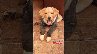 ശെടാ ഇവനിതെവിടെ പോയി? #shortsfeed #shorts #funny #fundub #dog #labrador