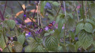 2020 Trustbridge Virtual Remembrance Event and Butterfly Release