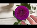 dahlia show with monterey bay dahlia society pt. 2