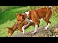 dogs 101 basenji top dog facts about the basenji