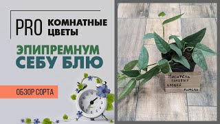 Эпипремнум Себу Блю - неприхотливая лиана с голубоватыми листьями | Обзор сорта