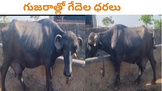 గుజరాత్ లో జాఫ్రబాది గేదెల ధరలు |#జాఫ్రాబాది #dairy_business #jafrabadi_buffalo