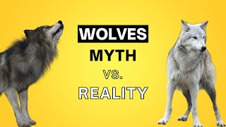 The Myth and Reality of Wolves
