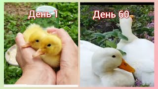 РАСТУТ КАК НА ДРОЖЖАХ Утка Агидель 1-60 день🦆Duck growth 1-60 days