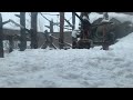 ニホンザル　冬の旭山動物園 japanese macaque in asahiyama zoo.