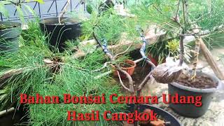 Pantai Cemara Sungguh Unik Nan Mempesona