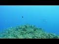 【水中映像】🐟バタクーダの群れ🐟