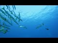 【水中映像】🐟バタクーダの群れ🐟