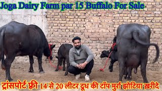 14 से 20 लीटर दूध की टॉप मुर्रा झोटिया ख़रीदे ✅ 15 Buffalo For Sale 🏆#maharastra #animals #farming 🎉