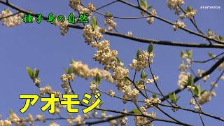 アオモジ 初春のころ小枝に散形花序をつけ淡黄緑色の花を密に咲かせた開花風景令和4年～種子島の自然