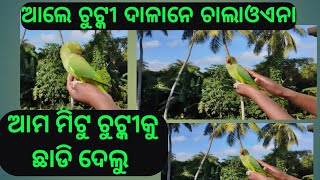 🦜ମିଟୁ କୁ ଛାଡି ଦେଲୁ ବାହାରକୁ parrot 🦜 santali language..