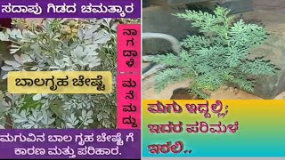 The Best Home remedies of Rue. ಬಾಲಗ್ರಹ ಚೇಷ್ಟೆ/ಬಾಲಗೃಹ ಪೀಡೆಗೆ #ಮನೆಮದ್ದು