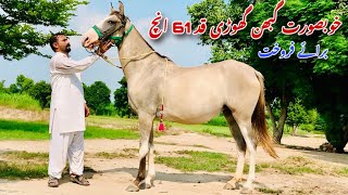 Desi Ghabhn Ghodi For Sale | Horse For Sale