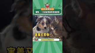 果然还是异族好磕呀！~#狗狗 #猫咪 #可爱 #萌宠 #娱乐评论大赏#shorts