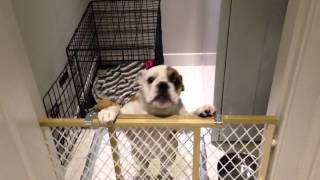 Beatrix kiddo the bulldog