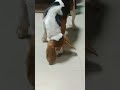 dog getting angry 😡 on ant 🐜😂 shorts dog funny youtubeshorts ytshorts