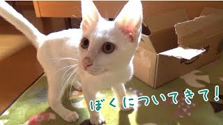 【保護猫】探検に行こう！…でも階段を見るとダッシュで逃げちゃう子猫　Let's go exploring!!