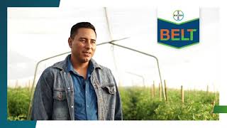 Control de larvas en todas sus fases con BELT® I Agro Bayer Centroamérica