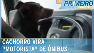 Cachorro “assume o volante” de ônibus e vídeo viraliza | Primeiro Impacto (11/02/25)