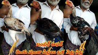 బంపర్ ఆఫర్ రెండు పుంజు పిల్లలు ఒక  పెట్ట పిల్ల, Short beak long tail aseel 1 female2male 9959651736