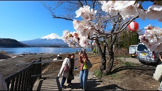 桜咲く春の河口湖  2019.4.13