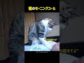 猫のモーニングコール