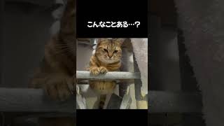 【猫動画】穴から猫のお腹だけはみ出てスゴイ事態にｗｗｗ　#shorts