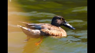 ハシビロガモ　Commons shoveler　Anas clypeata