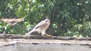 Dusky crag martin dive bombs shikra