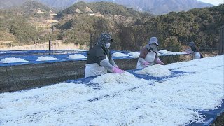 太陽と風の力でおいしく　“切り干し大根”づくり最盛期　三重・御浜町