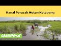 Kanal Perusak Hutan Ketapang