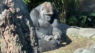 スモモちゃんを毛づくろいするモモカちゃん【未公開編】【上野動物園】ゴリラ