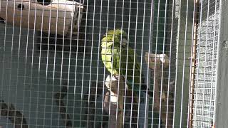 ヒメコンゴウインコ (東山動植物園) 2019年1月22日