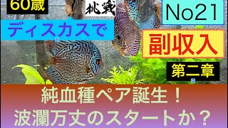 ディスカスで副収入への道21 【ディスカス】【副収入】【退職】￼過去動画のURLを概要欄に貼ってあります。