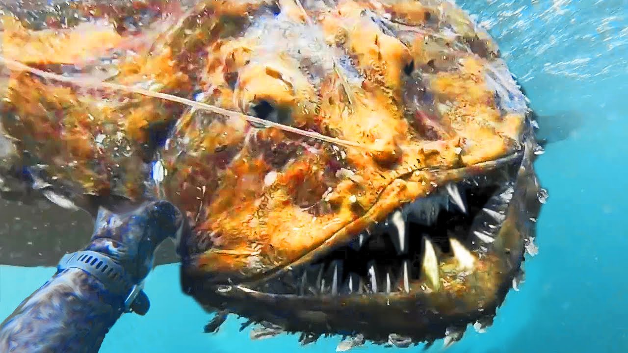 Top 10 Weirdest Ocean Creatures At Mike Friddle Blog
