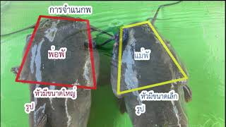 ปลากดหลวง ปลาเศรษฐกิจเมืองสามหมอก