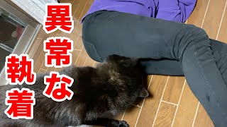 股が好きすぎる日本犬【甲斐犬】