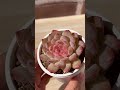 【多肉植物】おすすめ多肉植物🪴 多肉植物 エケベリア 観葉植物 ガーデニング