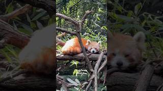 Red Panda - Bronx Zoo #red #panda #bronx #zoo #newyork #usa #animal #newyorkcity #nyc #mammal #asia