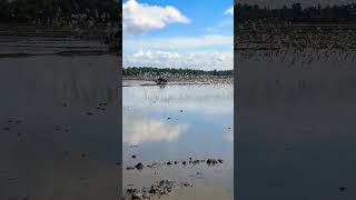 paddy fields Kuttanad, Alappuzha kerala