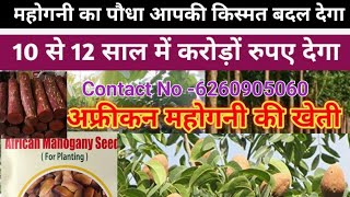 African Mahogany Plantation | Sweteniya Mahogny farming | महोगनी को लगाने से लेकर काटने तक जानकारी