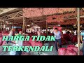 Harga Bawang Merah Hari Ini Naik Tak Terkendali - Beruntung petani yang menyimpan & menjual hari ini