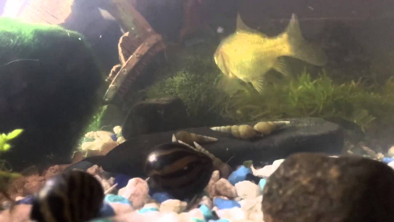Snail Time Lapse Youtube