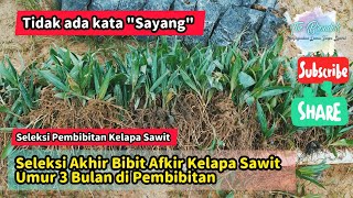 Seleksi Akhir Bibit Afkir Kelapa Sawit Umur 3 Bulan di Pembibitan